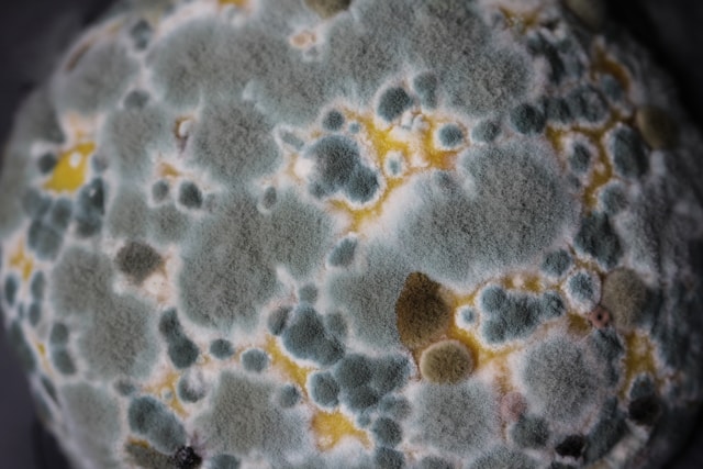 Mold Removal Why Acting Early Can Save More Than Just Your Walls