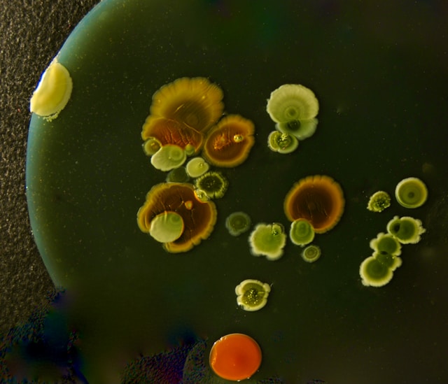 Hidden Warning Signs That Tell You It's Time for Professional Mold Removal