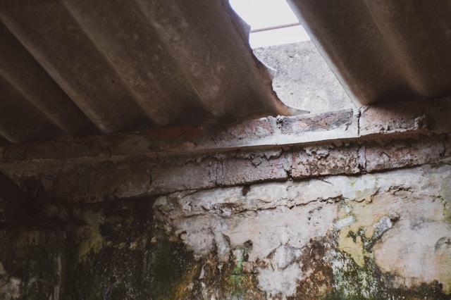 Hidden Warning Signs That Tell You It's Time for Professional Mold Removal