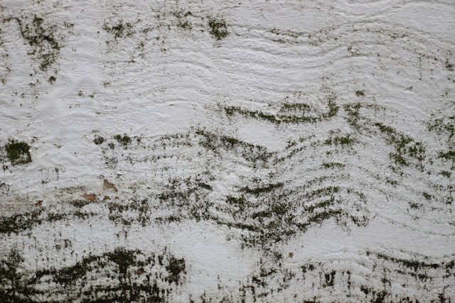 Mold Removal Mistakes That Can Make a Recurring Mold Problem Even Worse