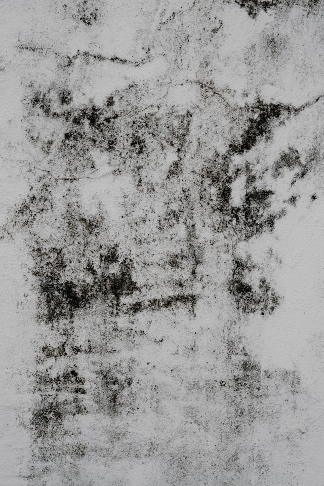 Mold Removal Tips That Help Keep Your Home Healthy All Year Round