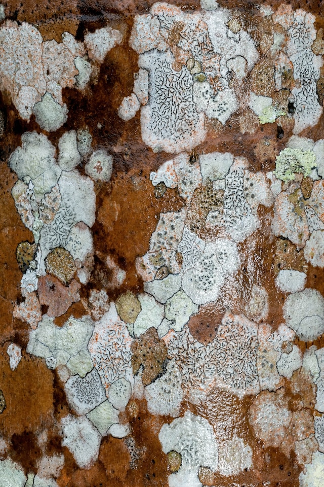 Mold Removal Why Solving the Cause Matters More Than Cleaning the Surface