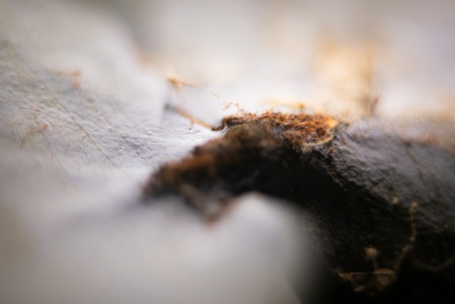 Mold Remediation Why Moisture Control Is Essential for Preventing Mold From Coming Back